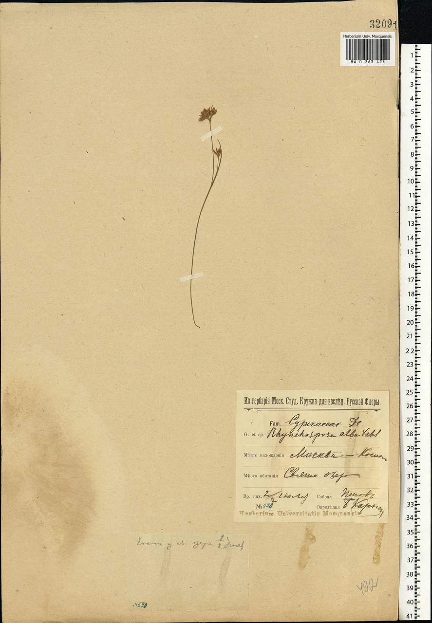 Rhynchospora alba (L.) Vahl, Eastern Europe, Moscow region (E4a) (Russia)