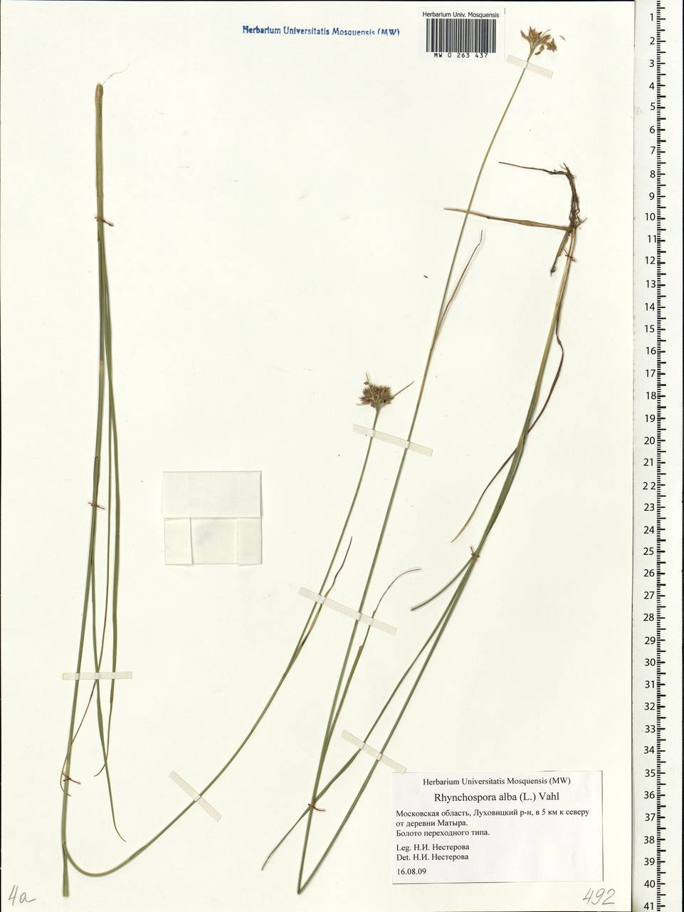 Rhynchospora alba (L.) Vahl, Eastern Europe, Moscow region (E4a) (Russia)