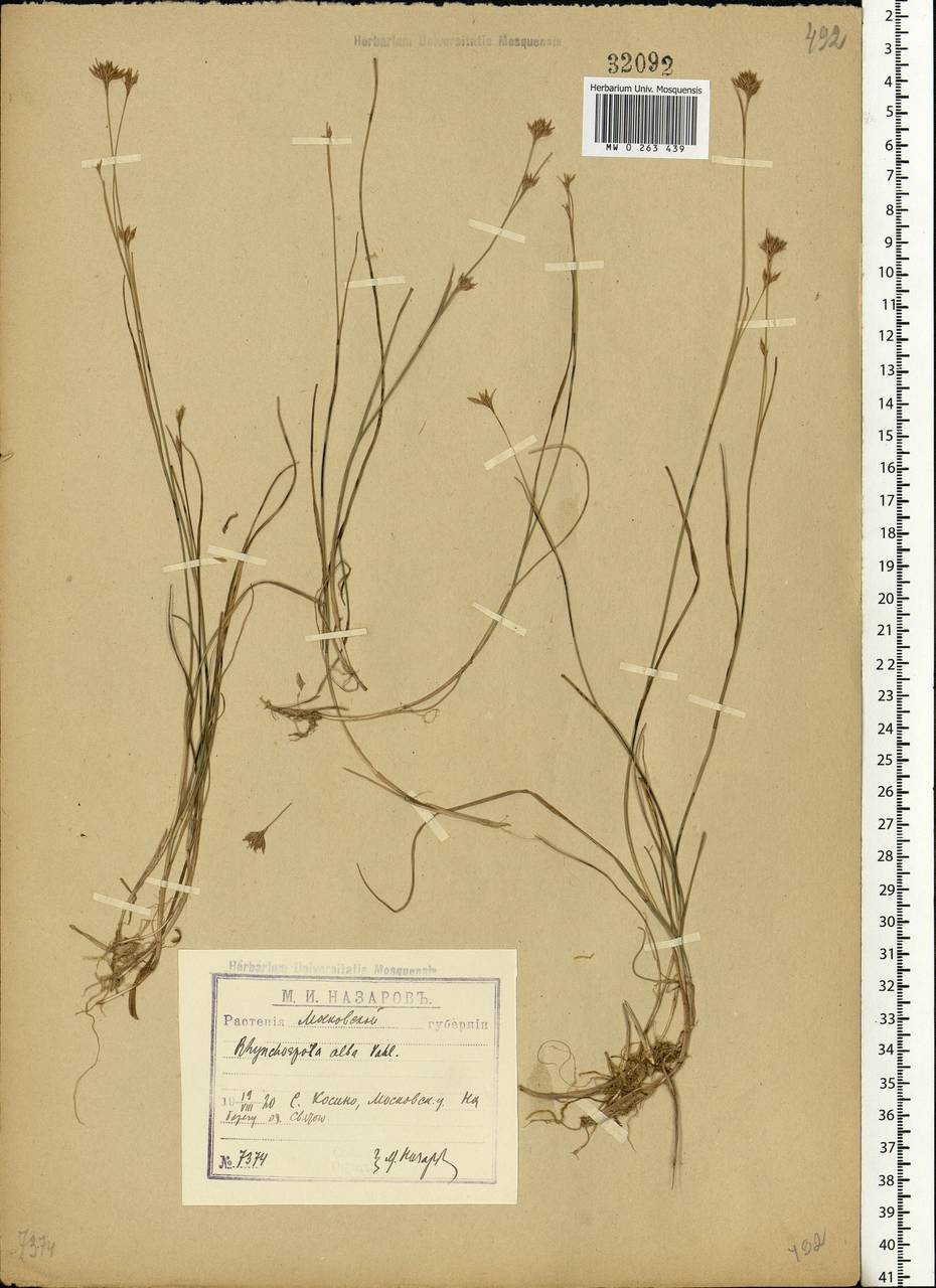 Rhynchospora alba (L.) Vahl, Eastern Europe, Moscow region (E4a) (Russia)