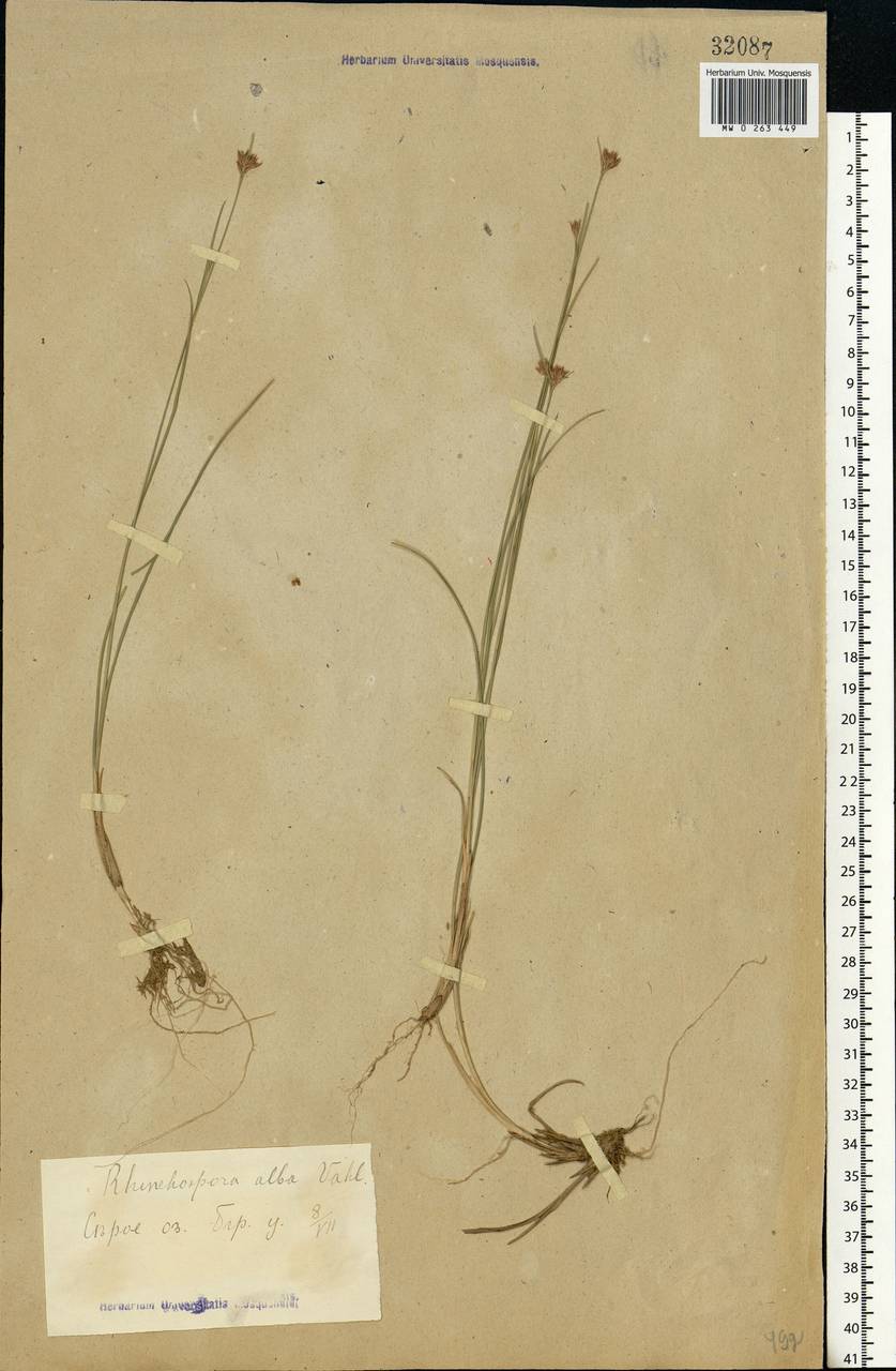 Rhynchospora alba (L.) Vahl, Eastern Europe, Moscow region (E4a) (Russia)