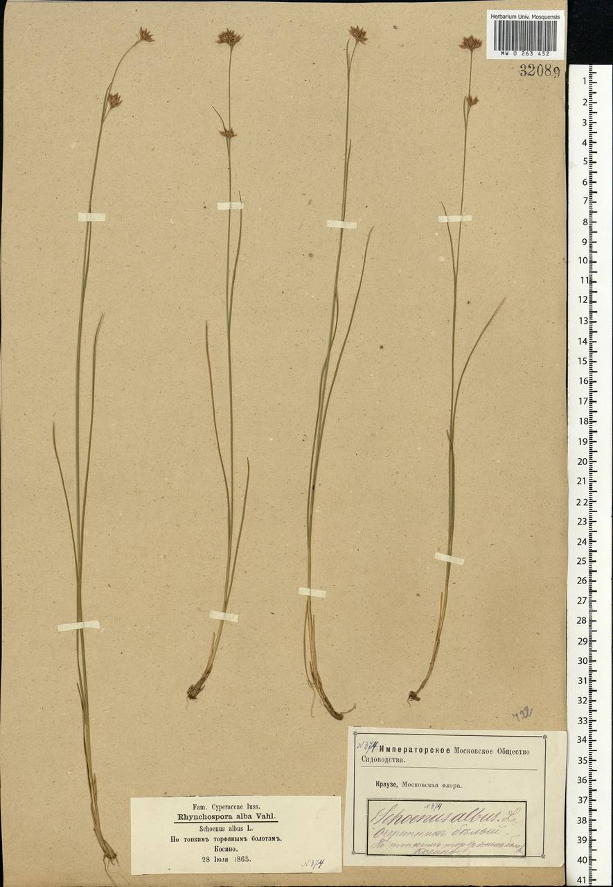 Rhynchospora alba (L.) Vahl, Eastern Europe, Moscow region (E4a) (Russia)