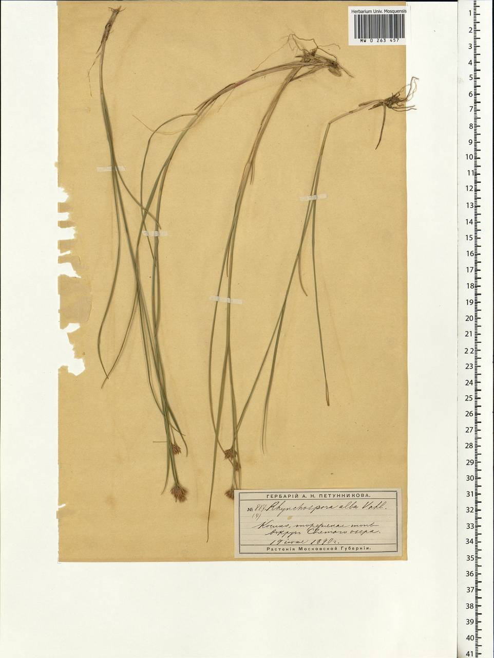 Rhynchospora alba (L.) Vahl, Eastern Europe, Moscow region (E4a) (Russia)