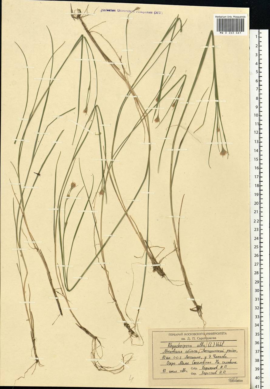 Rhynchospora alba (L.) Vahl, Eastern Europe, Moscow region (E4a) (Russia)