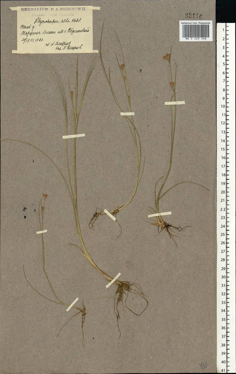 Rhynchospora alba (L.) Vahl, Eastern Europe, Central forest-and-steppe region (E6) (Russia)