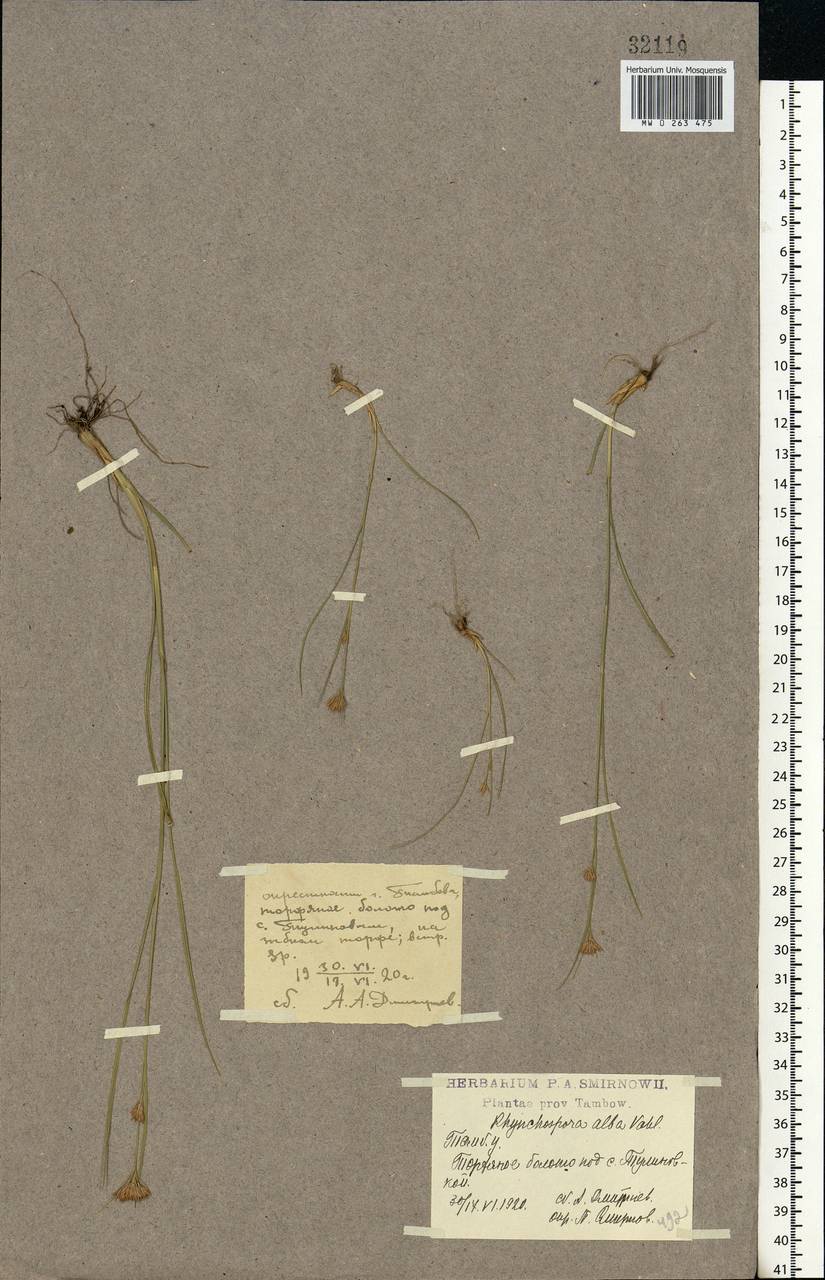 Rhynchospora alba (L.) Vahl, Eastern Europe, Central forest-and-steppe region (E6) (Russia)