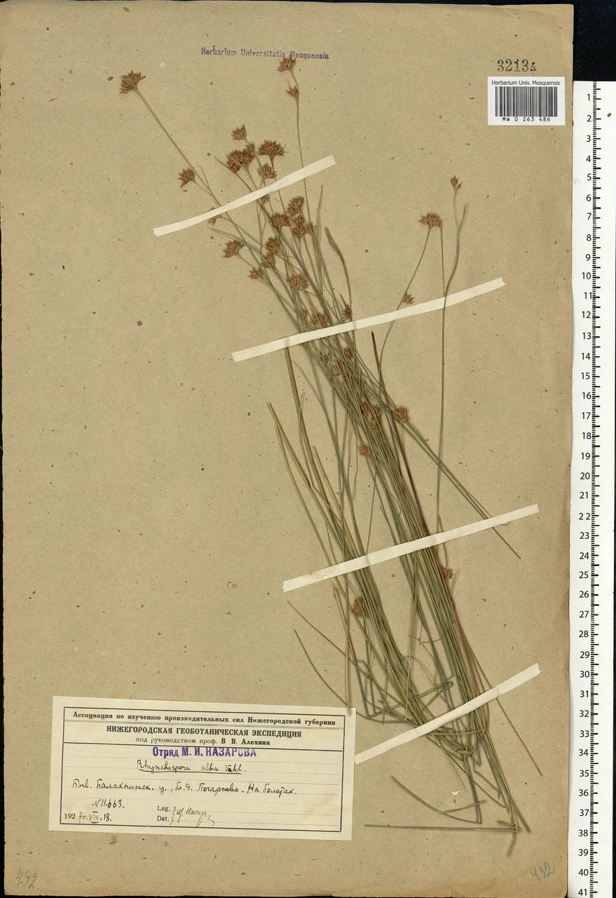 Rhynchospora alba (L.) Vahl, Eastern Europe, Volga-Kama region (E7) (Russia)
