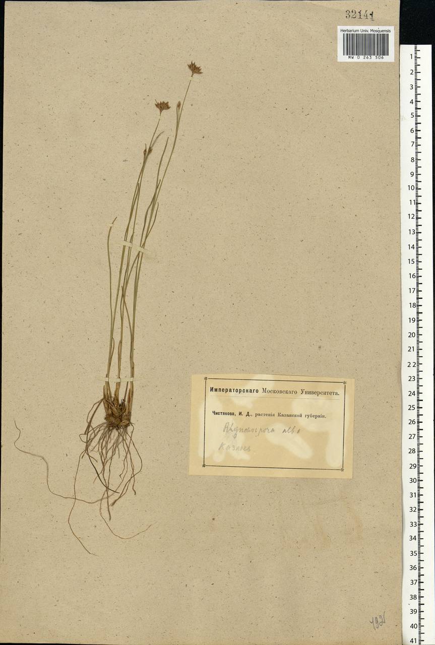 Rhynchospora alba (L.) Vahl, Eastern Europe, Middle Volga region (E8) (Russia)