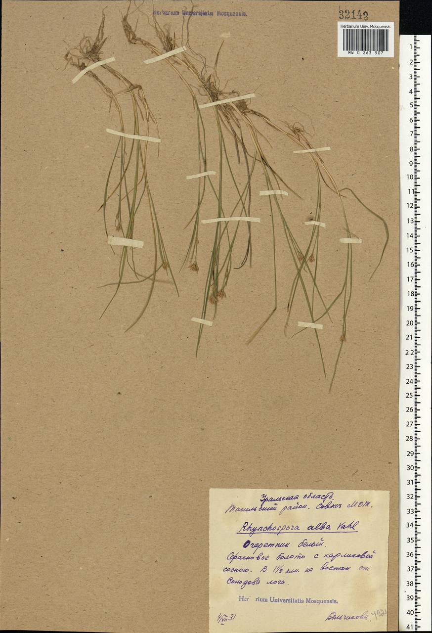 Rhynchospora alba (L.) Vahl, Eastern Europe, Eastern region (E10) (Russia)