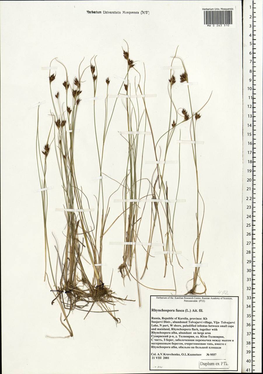 Rhynchospora fusca (L.) W.T.Aiton, Eastern Europe, Northern region (E1) (Russia)
