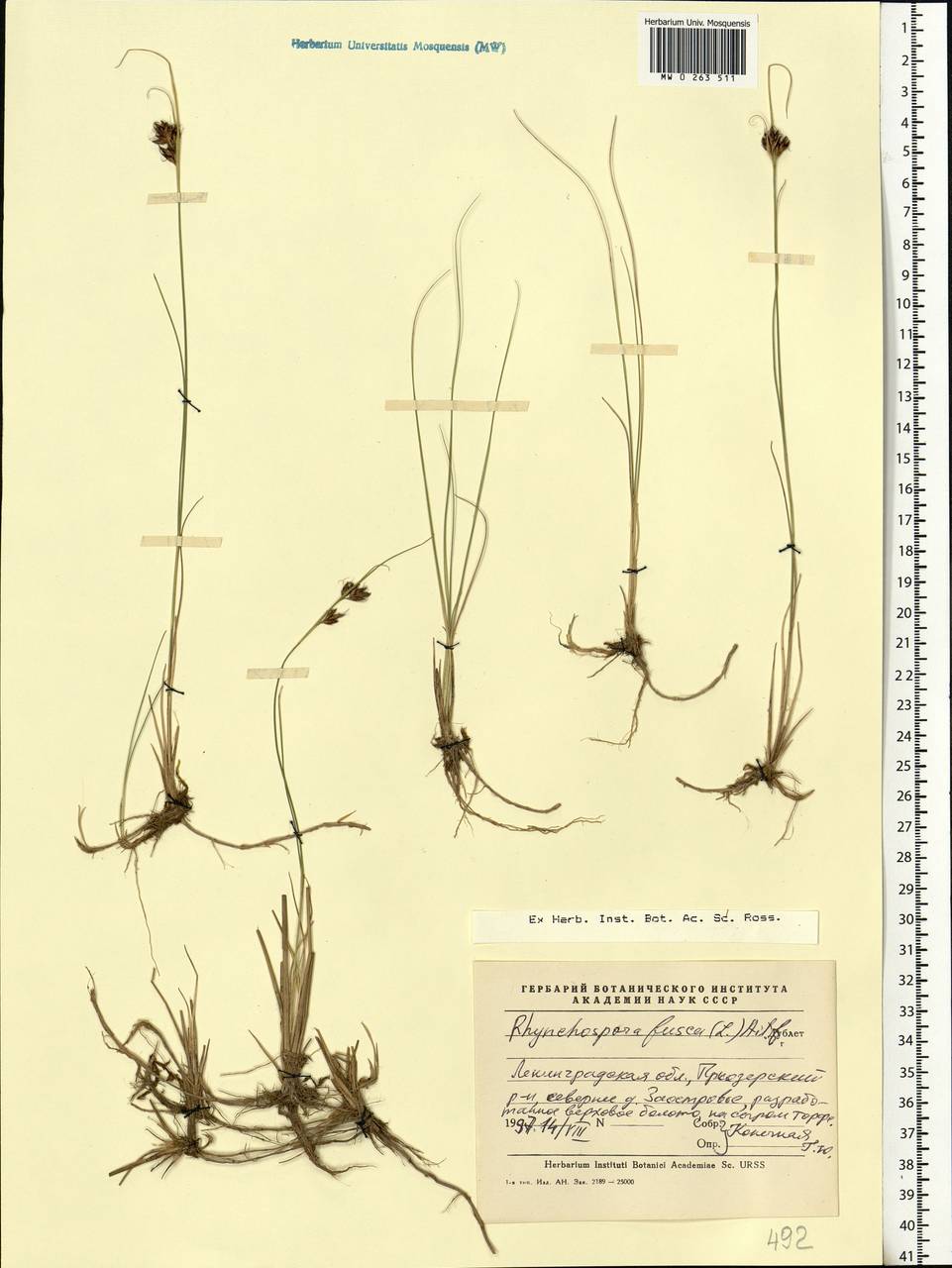 Rhynchospora fusca (L.) W.T.Aiton, Eastern Europe, North-Western region (E2) (Russia)