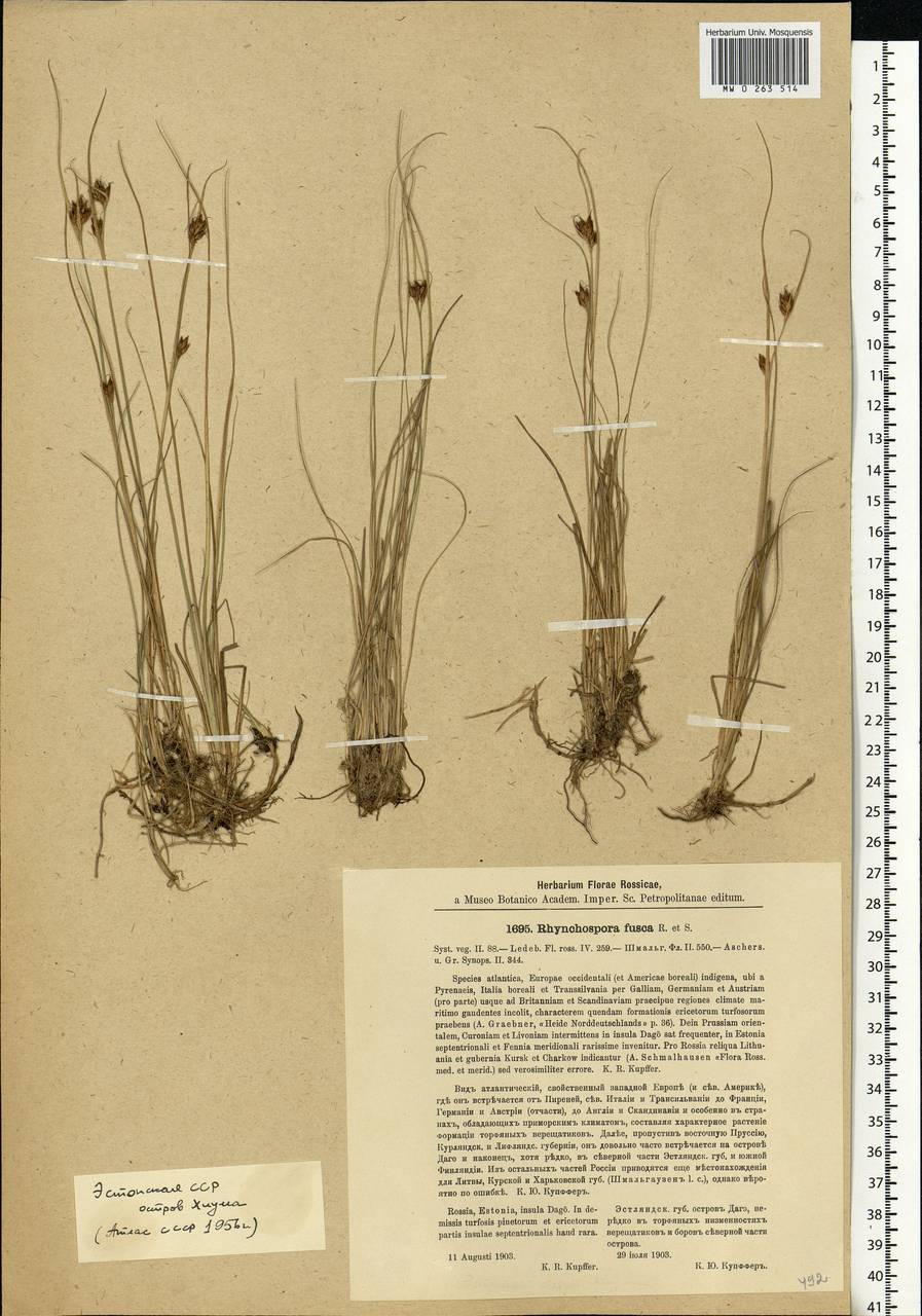 Rhynchospora fusca (L.) W.T.Aiton, Eastern Europe, Estonia (E2c) (Estonia)
