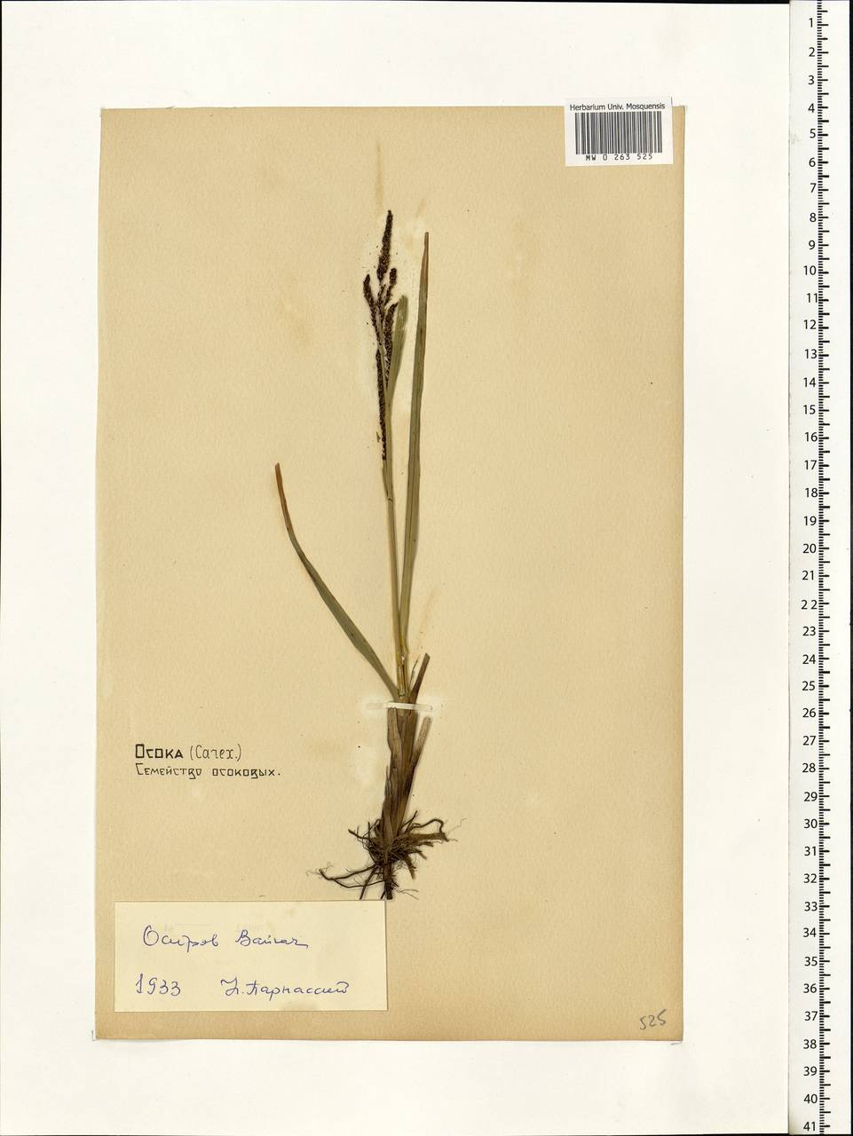 Carex, Eastern Europe, Northern region (E1) (Russia)
