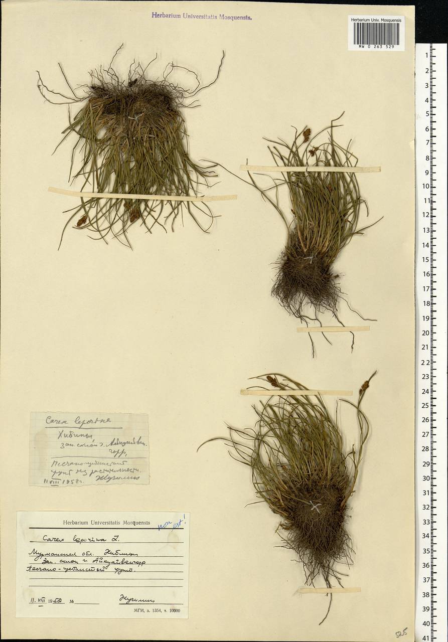 Carex, Eastern Europe, Northern region (E1) (Russia)