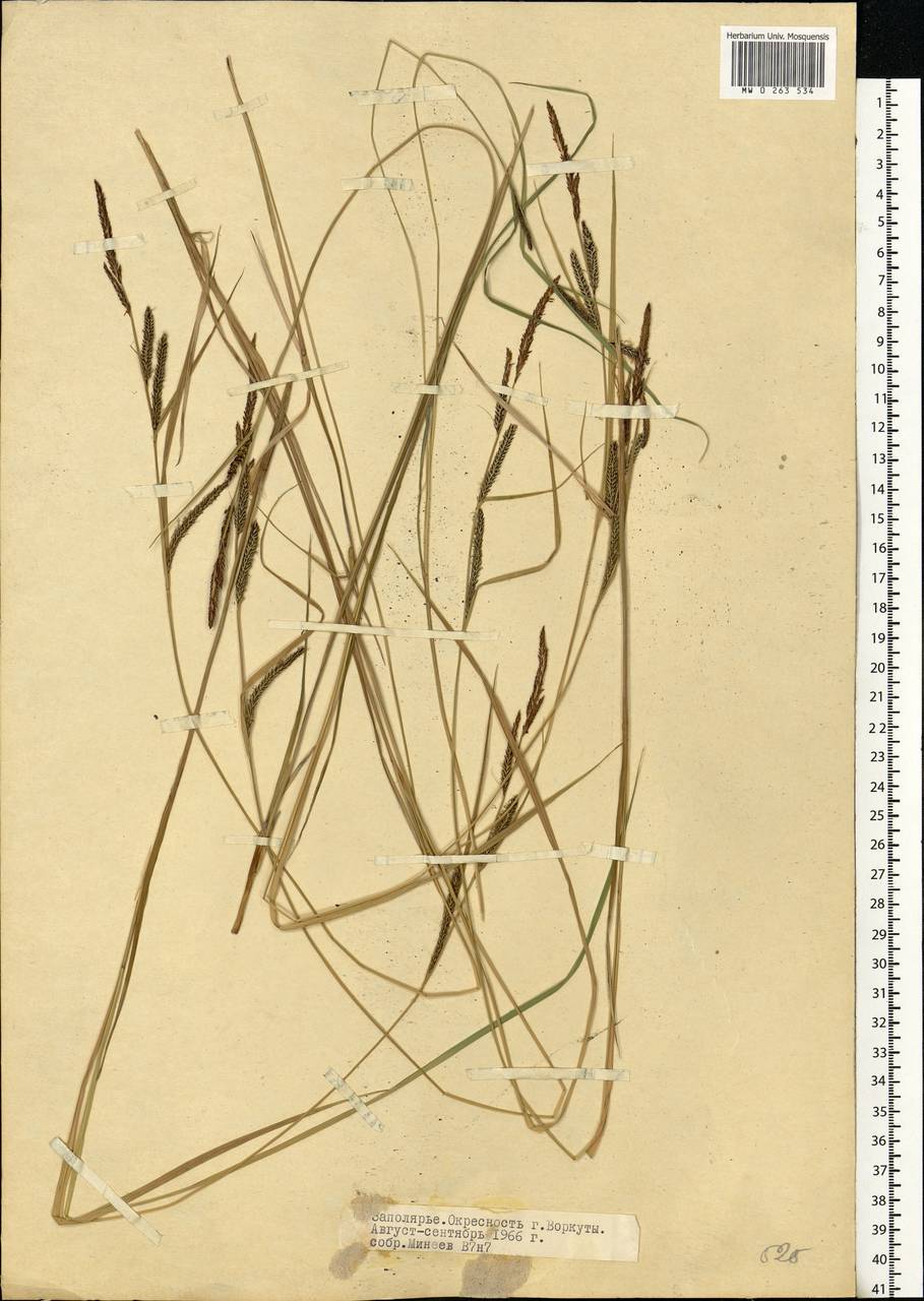 Carex, Eastern Europe, Northern region (E1) (Russia)