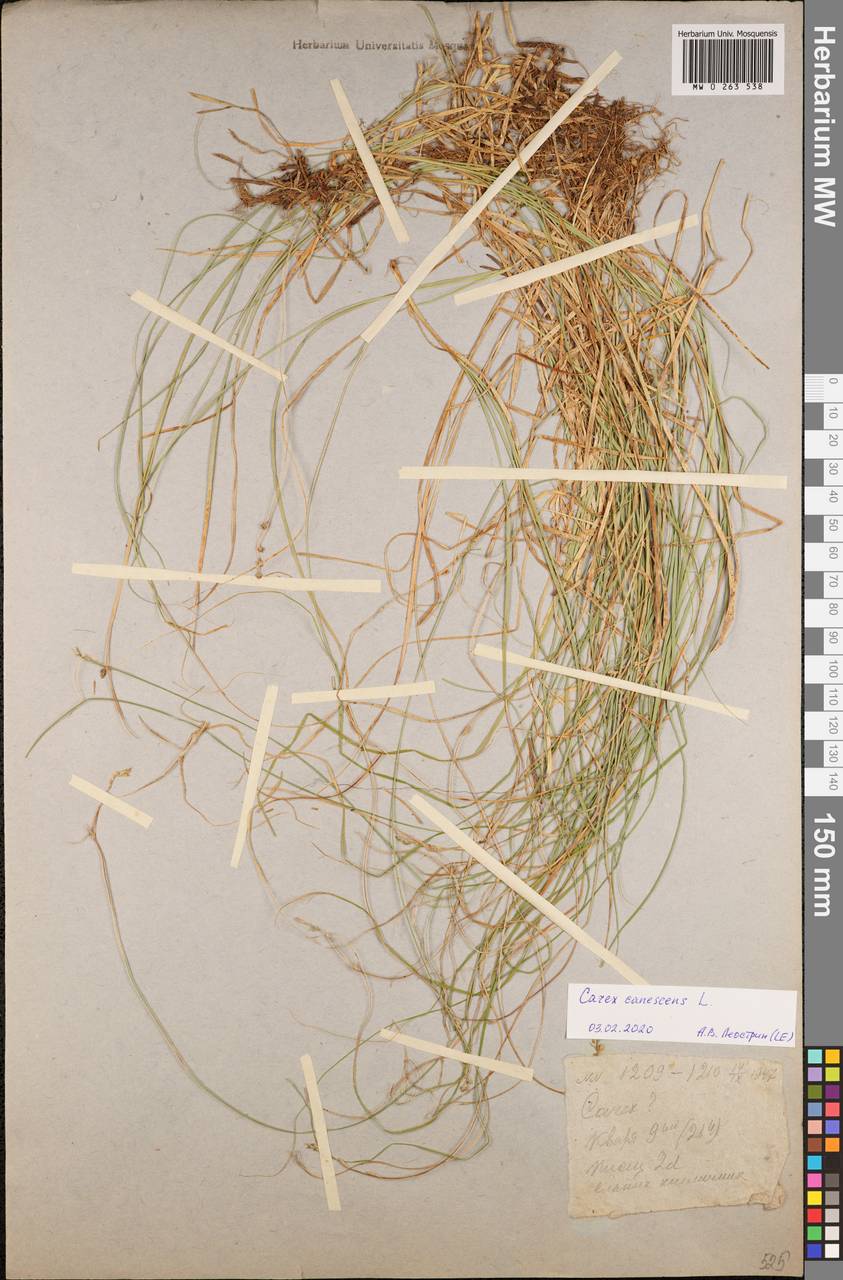 Carex canescens subsp. canescens, Eastern Europe, Moscow region (E4a) (Russia)