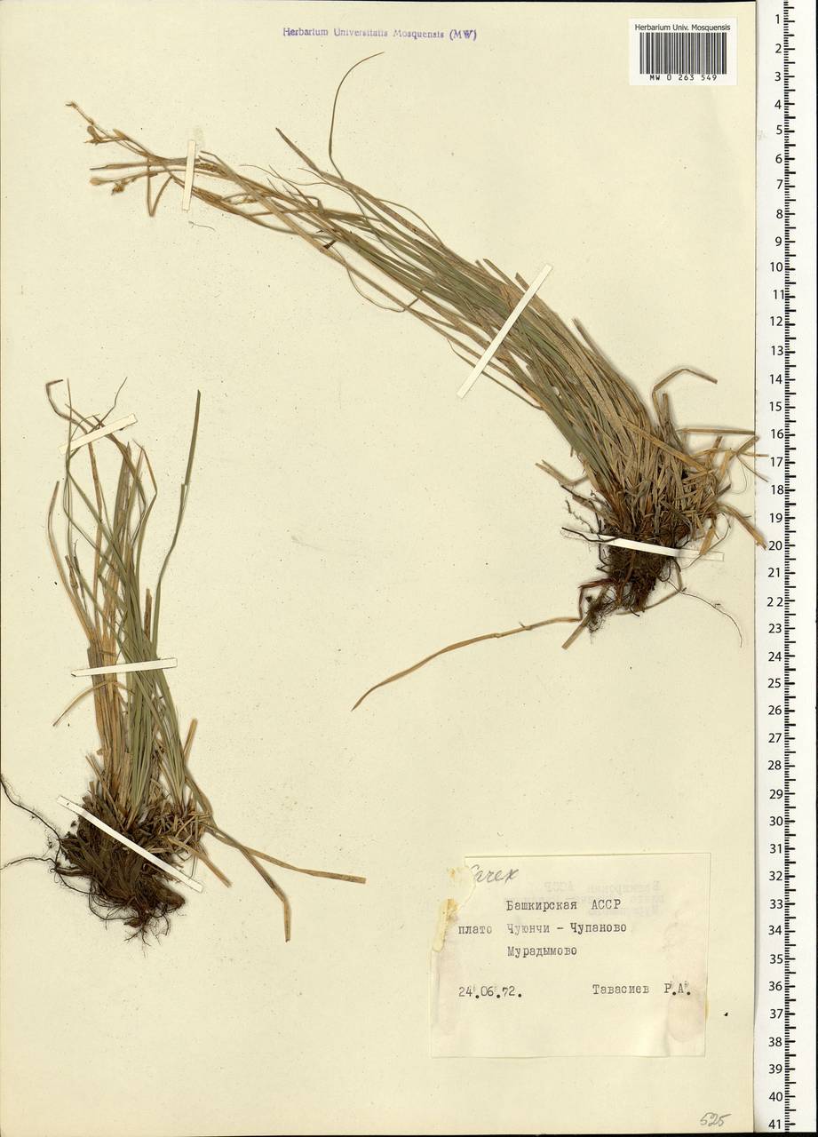 Carex, Eastern Europe, Eastern region (E10) (Russia)