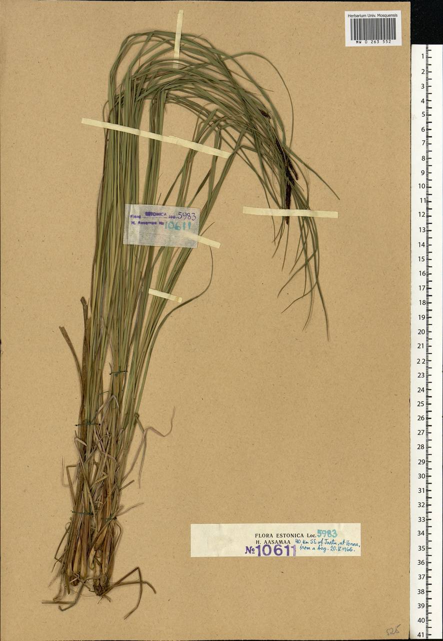 Carex, Eastern Europe, Estonia (E2c) (Estonia)