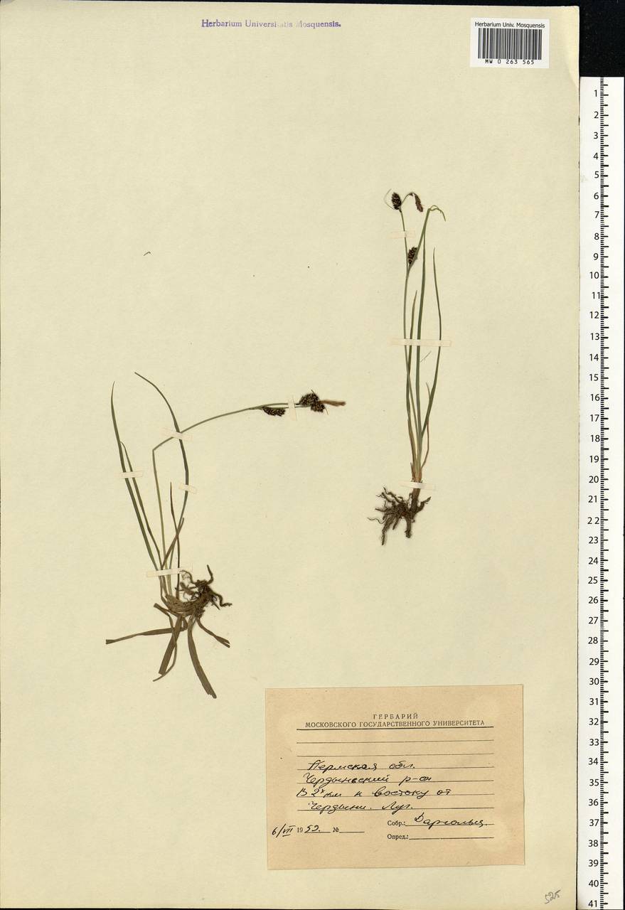 Carex, Eastern Europe, Eastern region (E10) (Russia)