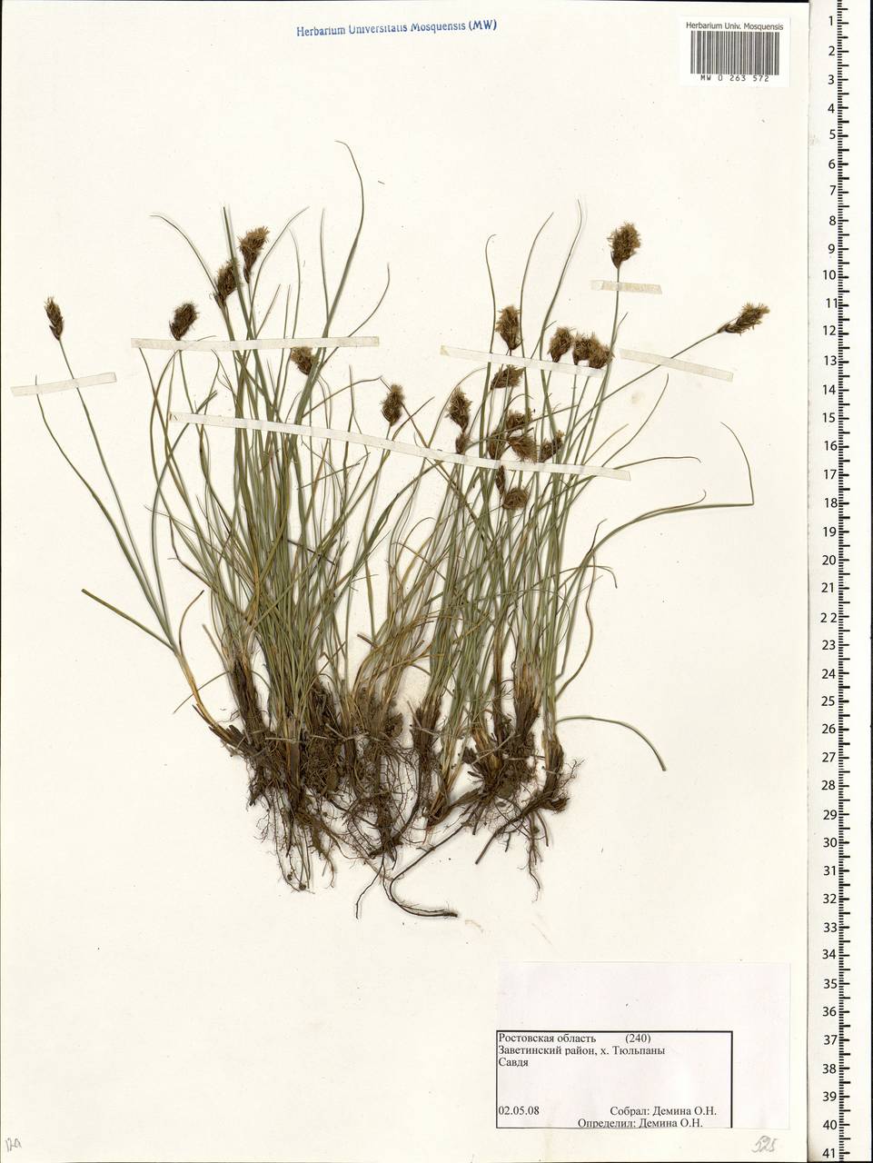 Carex, Eastern Europe, Rostov Oblast (E12a) (Russia)