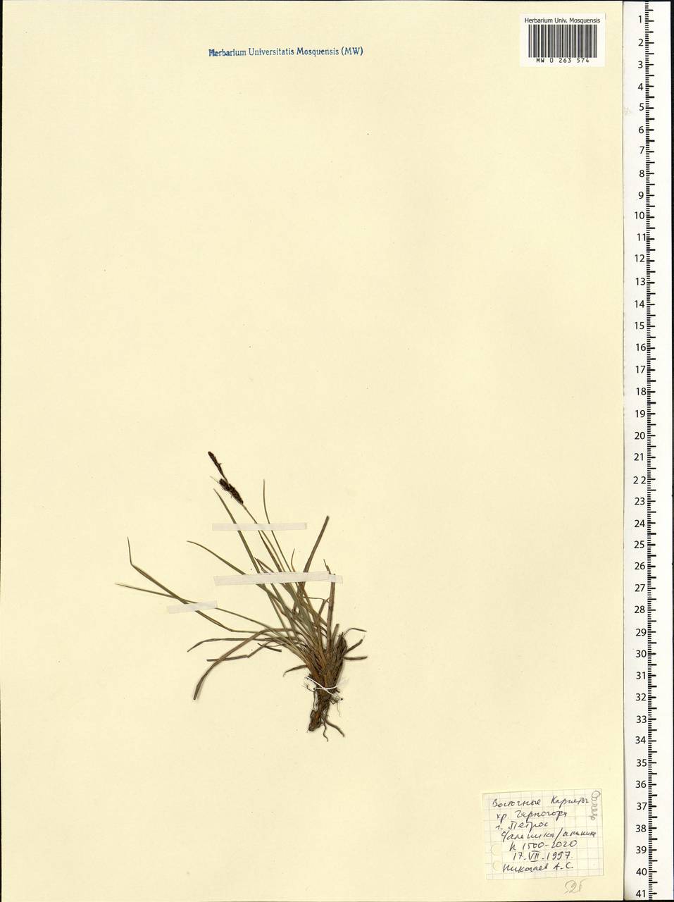 Carex, Eastern Europe, West Ukrainian region (E13) (Ukraine)