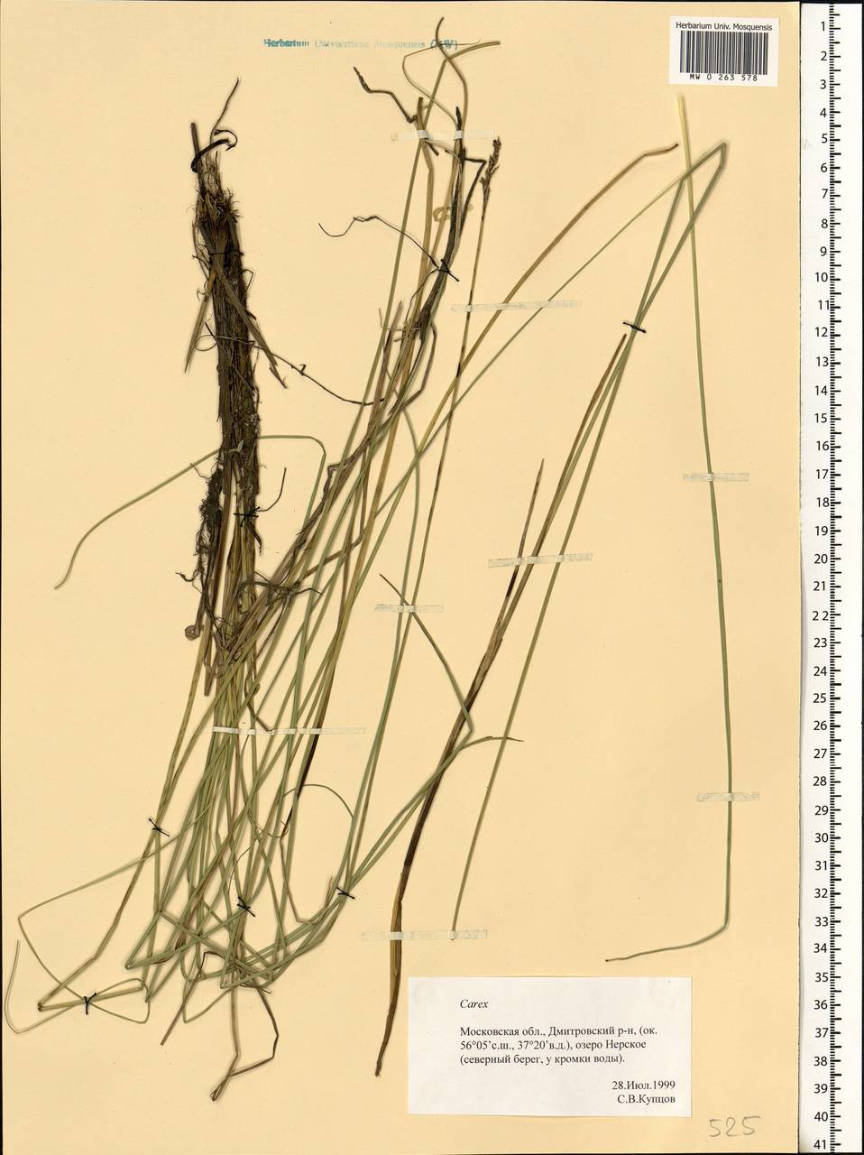 Carex, Eastern Europe, Moscow region (E4a) (Russia)