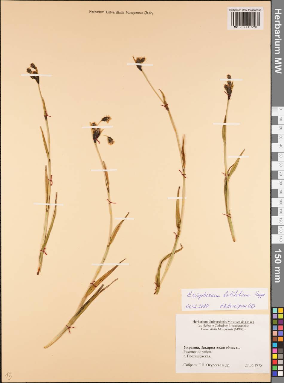 Eriophorum latifolium Hoppe, Eastern Europe, West Ukrainian region (E13) (Ukraine)