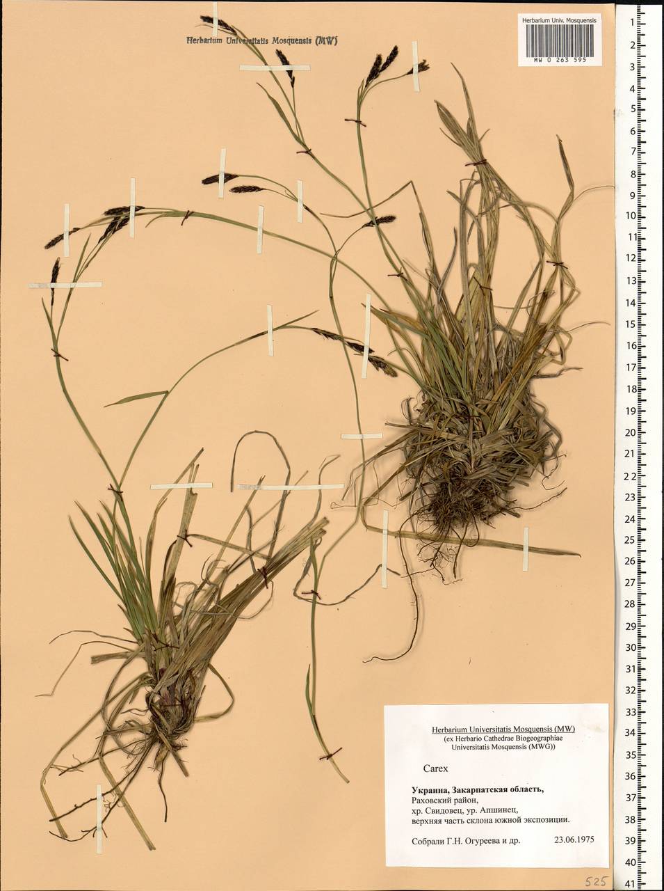 Carex, Eastern Europe, West Ukrainian region (E13) (Ukraine)