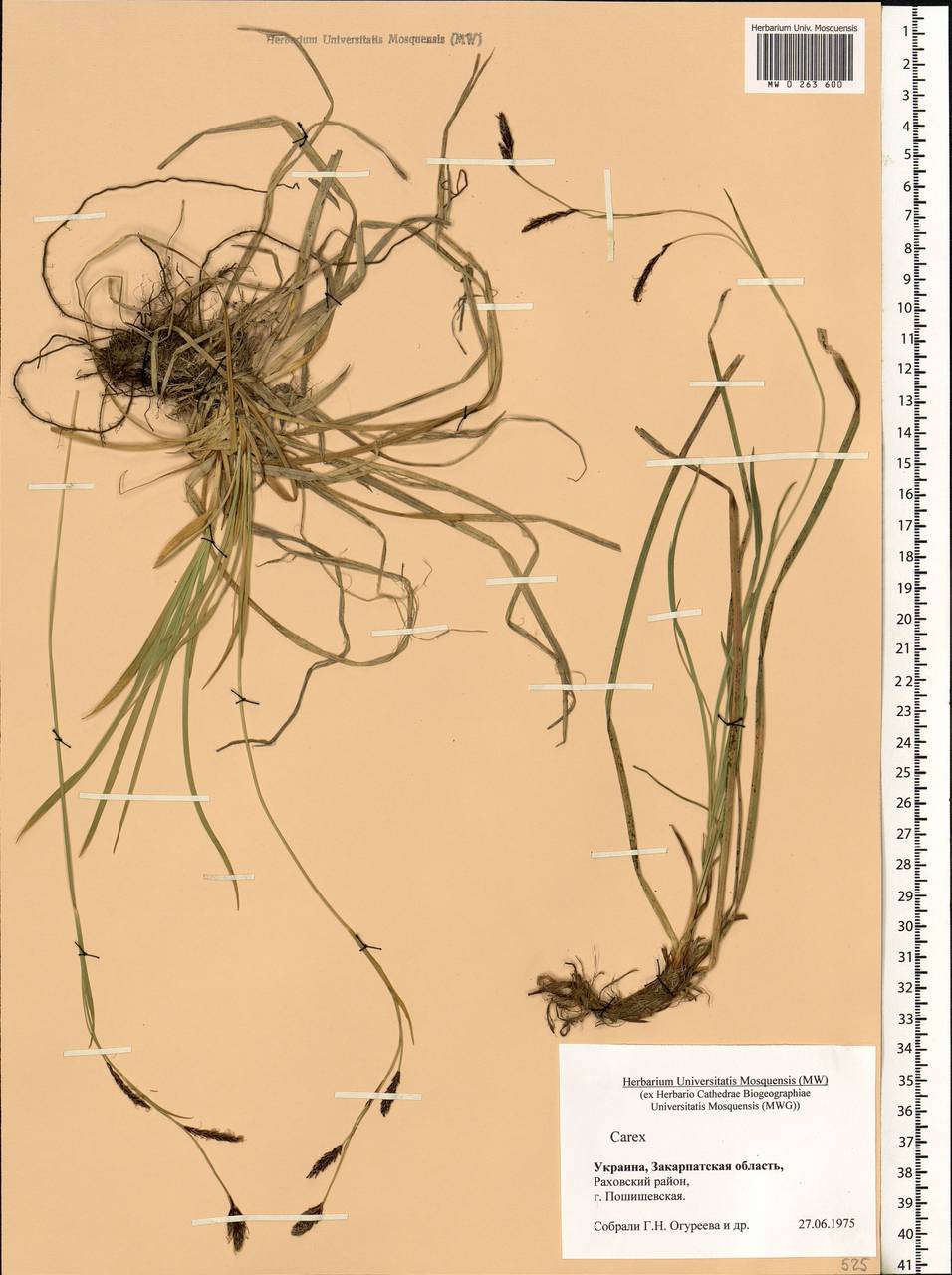 Carex, Eastern Europe, West Ukrainian region (E13) (Ukraine)