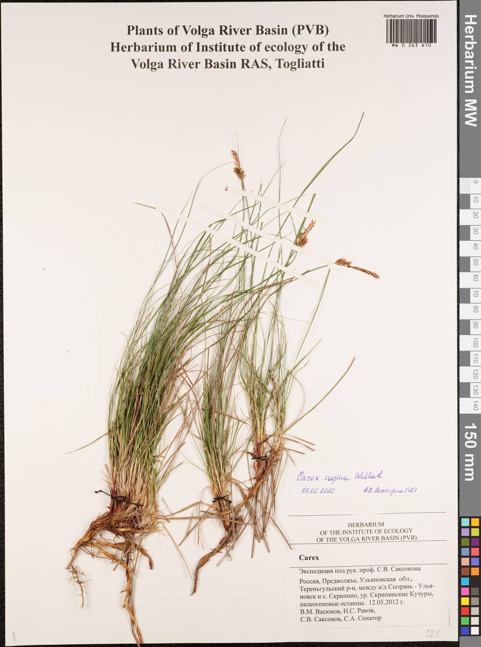 Carex supina Willd. ex Wahlenb., Eastern Europe, Middle Volga region (E8) (Russia)