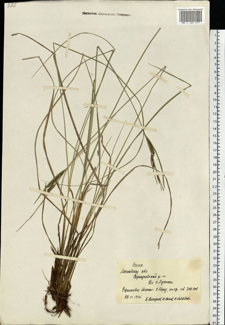 Carex, Eastern Europe, Moscow region (E4a) (Russia)