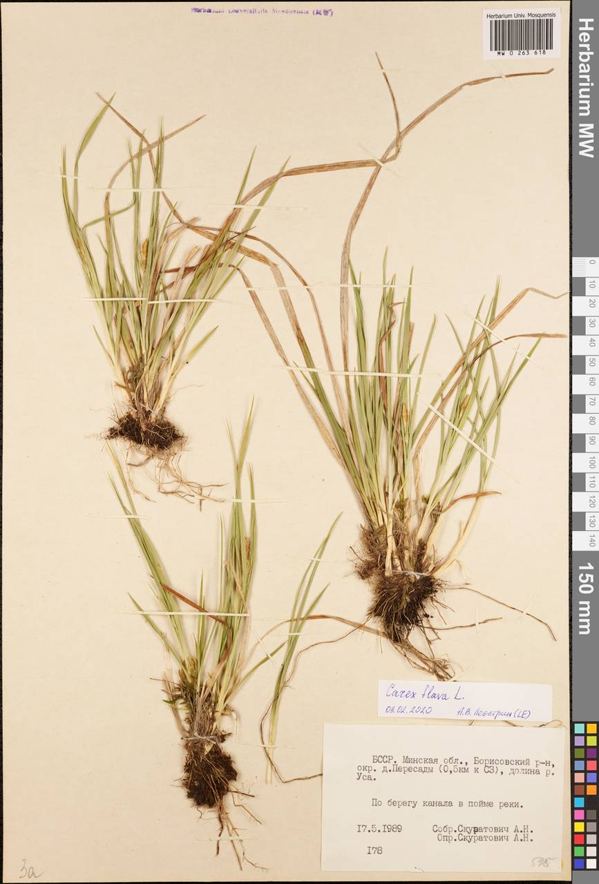 Carex flava L., Eastern Europe, Belarus (E3a) (Belarus)