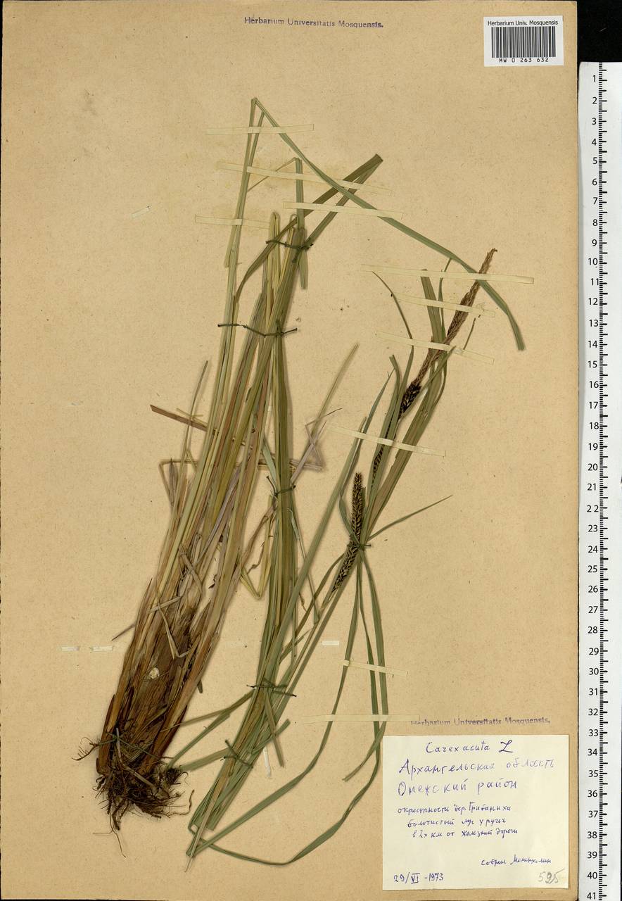 Carex acuta L., Eastern Europe, Northern region (E1) (Russia)