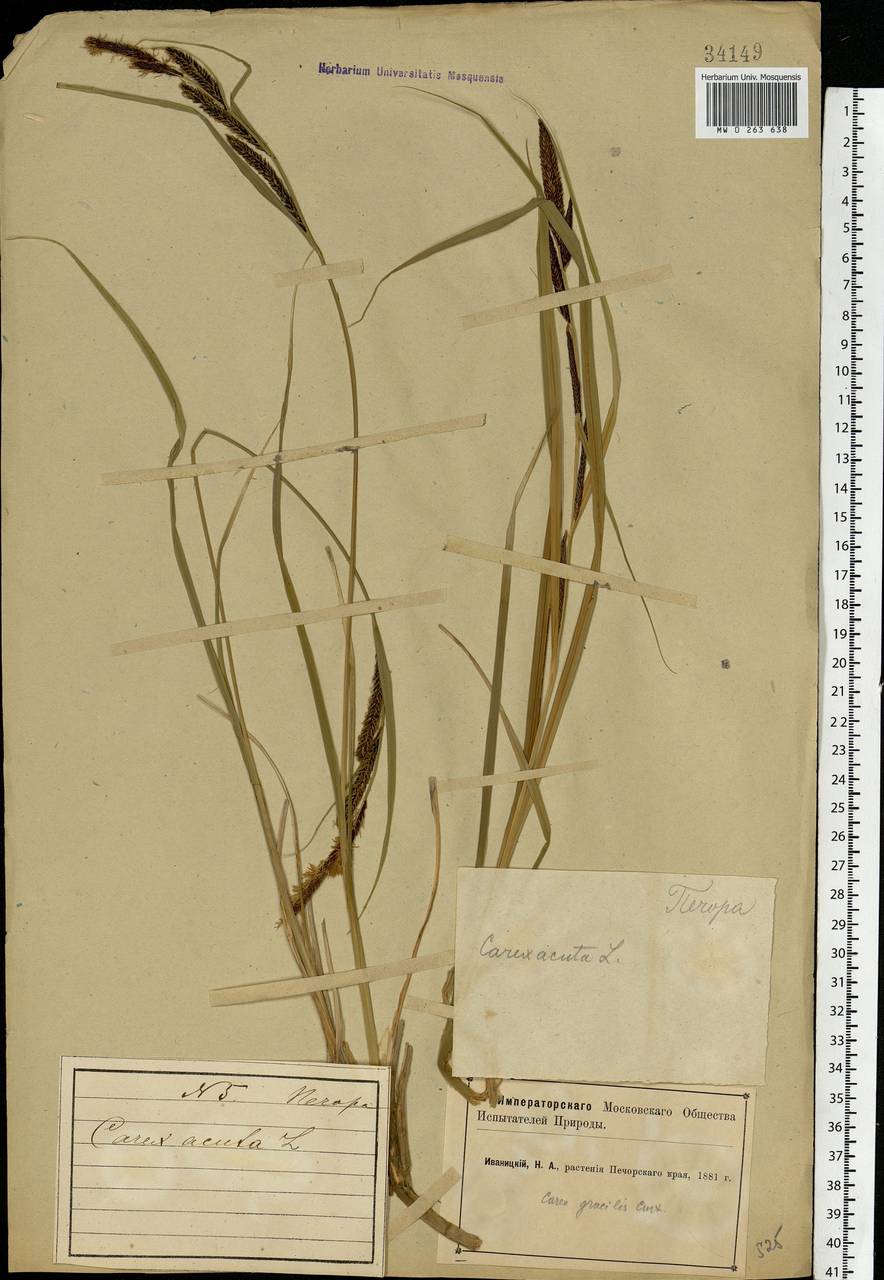 Carex acuta L., Eastern Europe, Northern region (E1) (Russia)