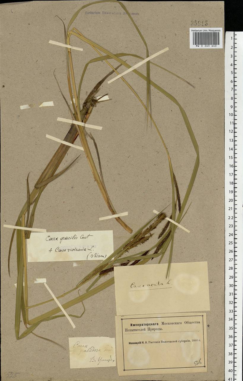 Carex acuta L., Eastern Europe, Northern region (E1) (Russia)