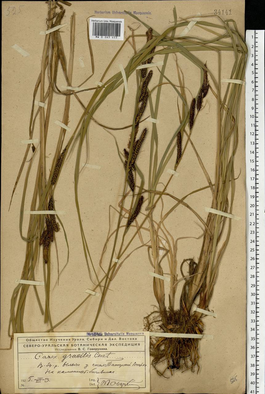 Carex acuta L., Eastern Europe, Northern region (E1) (Russia)