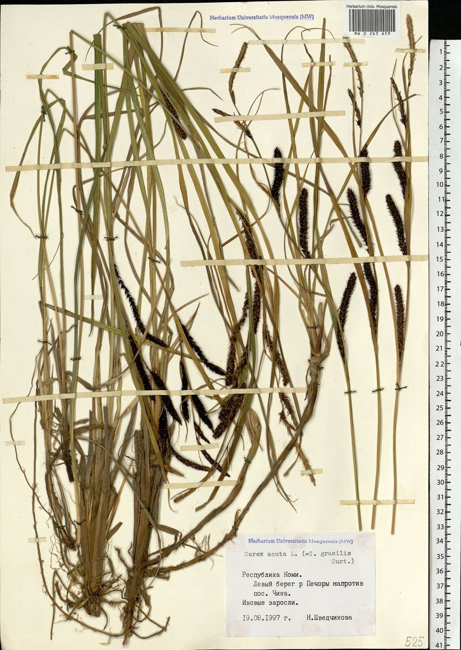 Carex acuta L., Eastern Europe, Northern region (E1) (Russia)