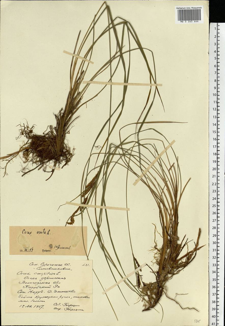 Carex acuta L., Eastern Europe, Northern region (E1) (Russia)