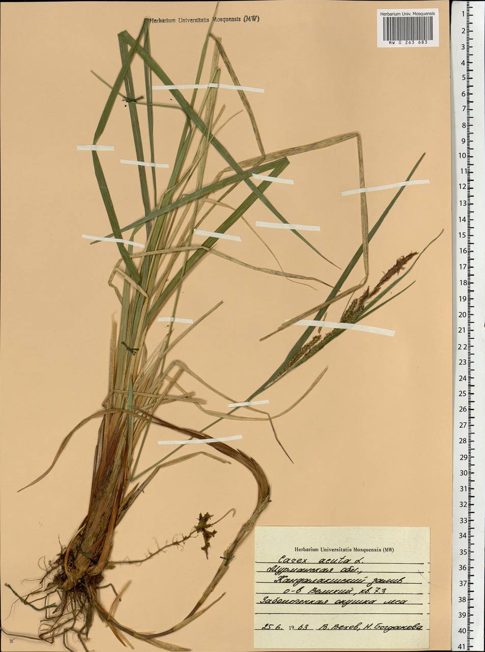 Carex acuta L., Eastern Europe, Northern region (E1) (Russia)