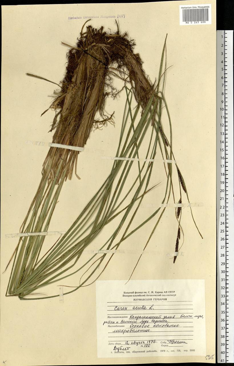 Carex acuta L., Eastern Europe, Northern region (E1) (Russia)