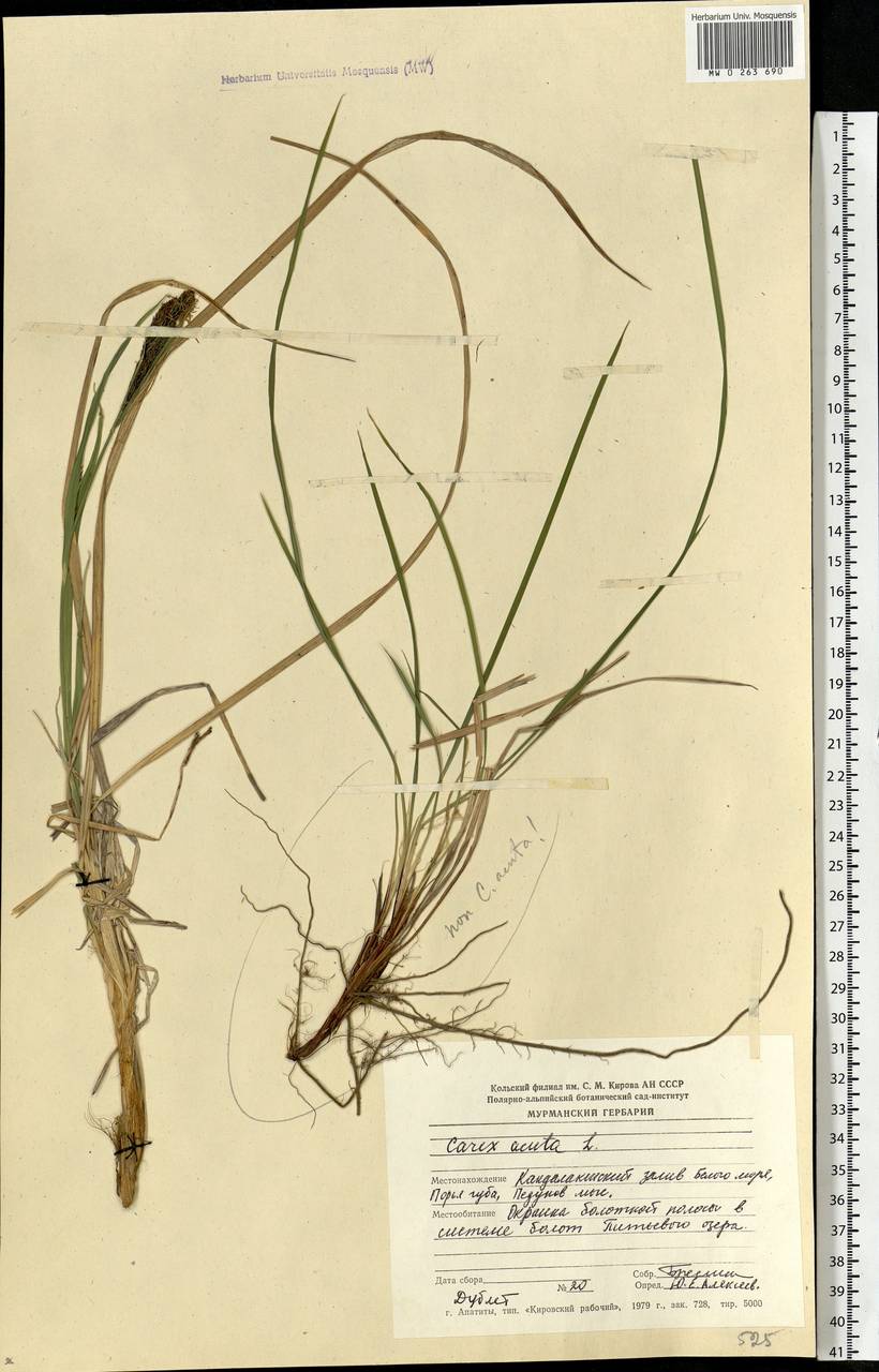 Carex acuta L., Eastern Europe, Northern region (E1) (Russia)