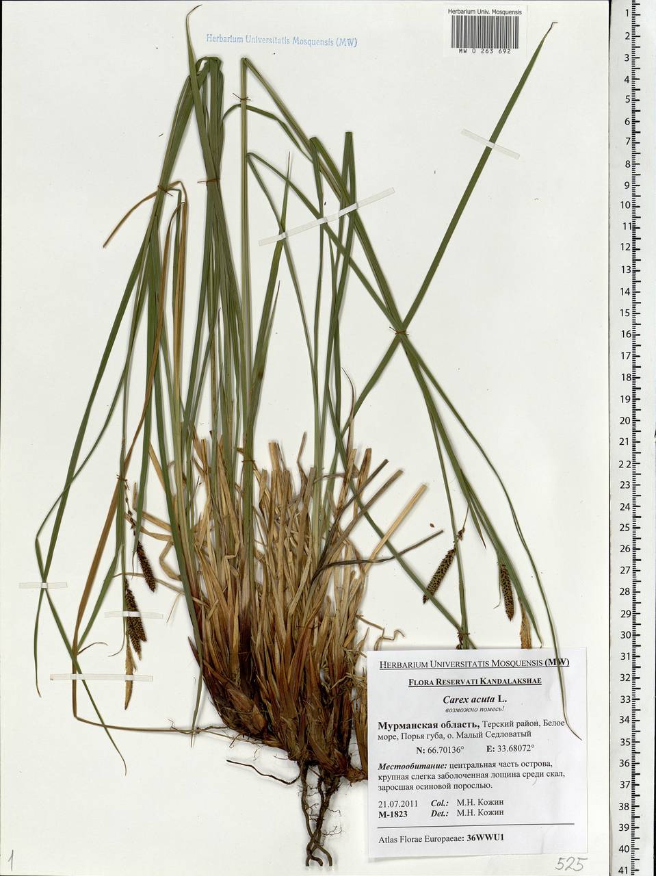 Carex acuta L., Eastern Europe, Northern region (E1) (Russia)