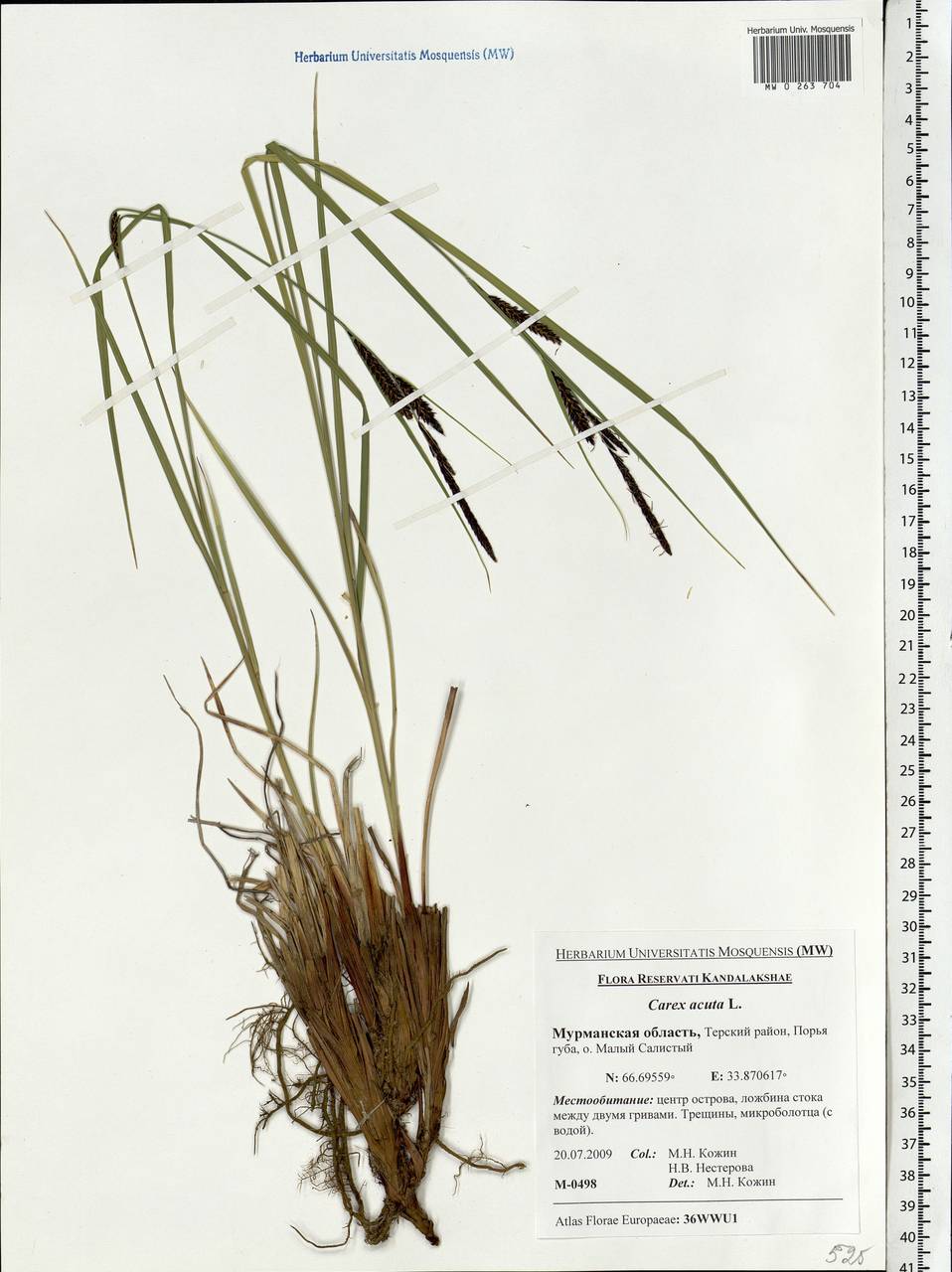Carex acuta L., Eastern Europe, Northern region (E1) (Russia)