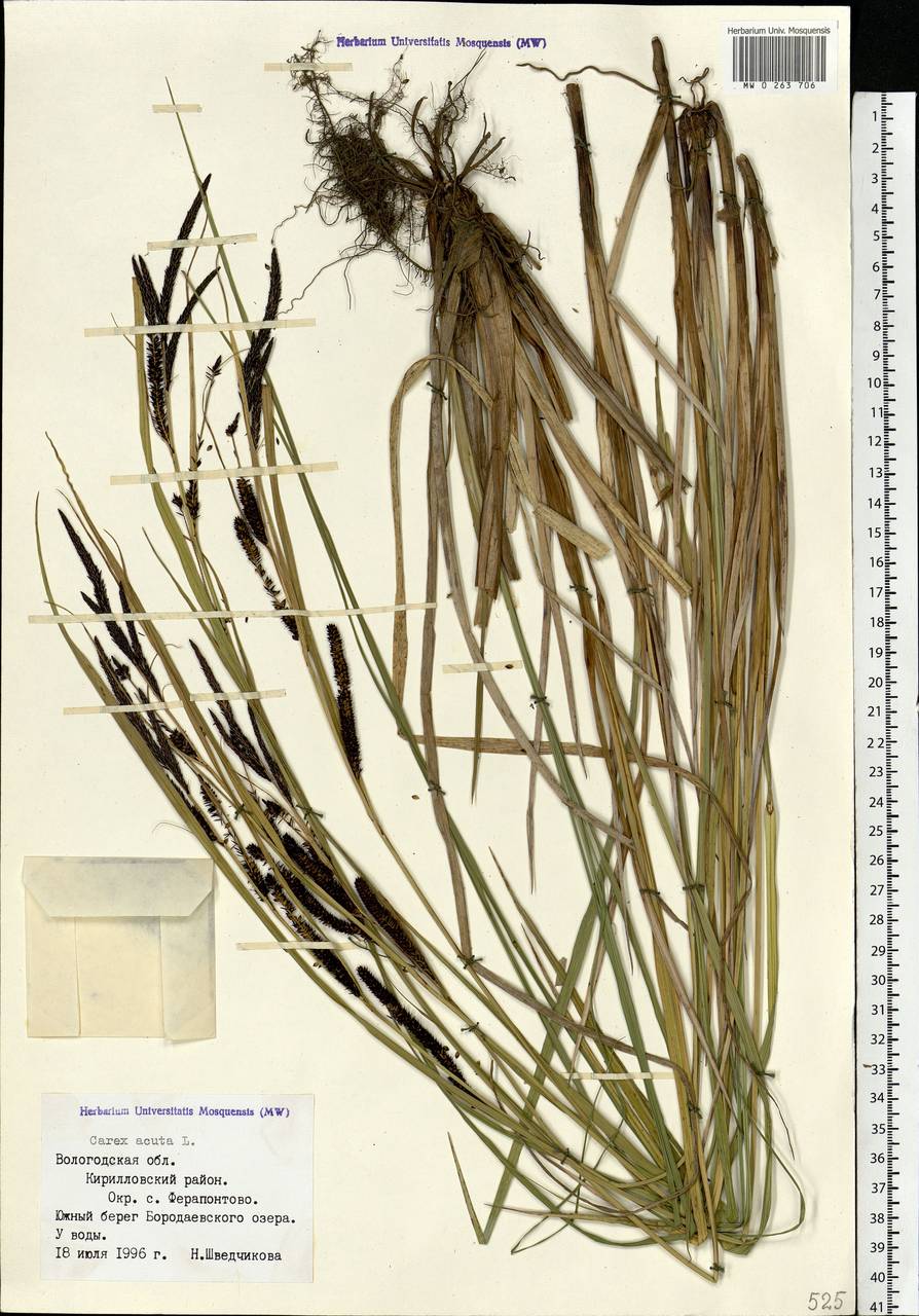 Carex acuta L., Eastern Europe, Northern region (E1) (Russia)