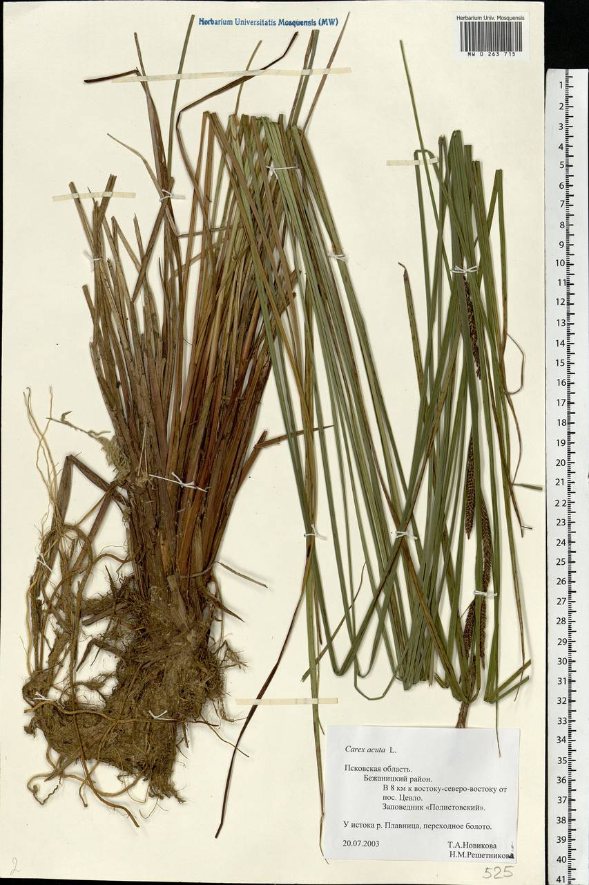 Carex acuta L., Eastern Europe, North-Western region (E2) (Russia)