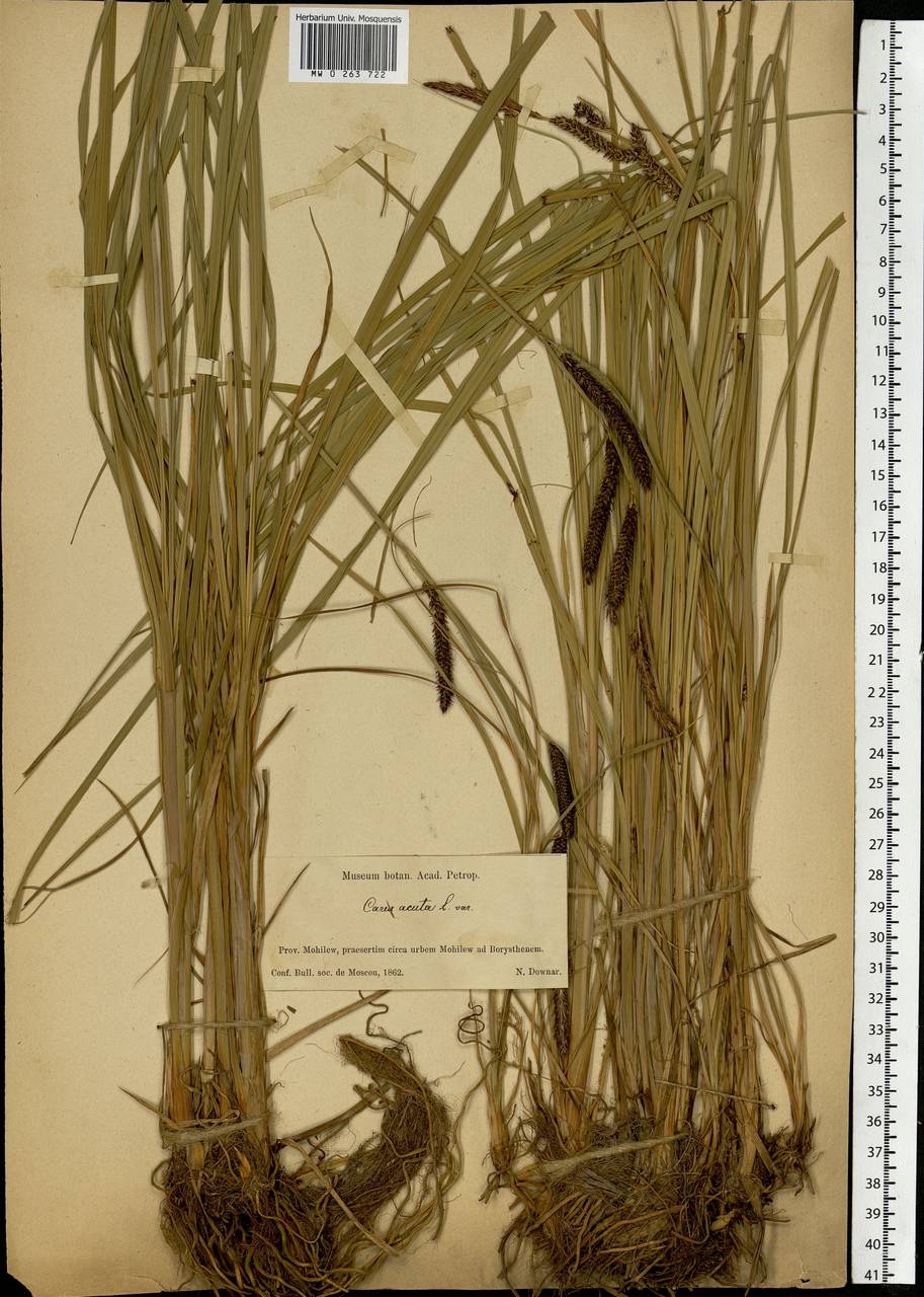 Carex acuta L., Eastern Europe, Belarus (E3a) (Belarus)