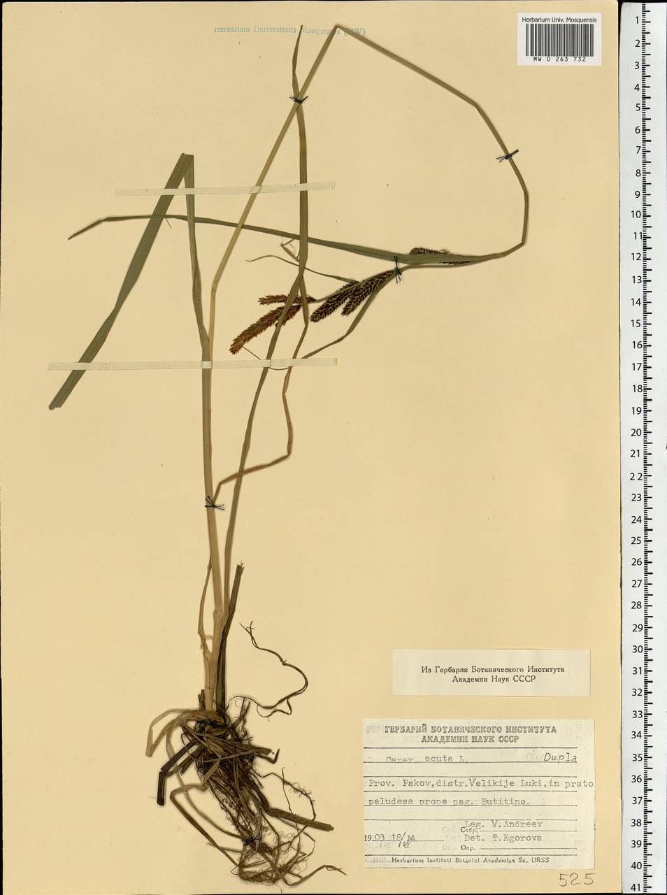 Carex acuta L., Eastern Europe, North-Western region (E2) (Russia)