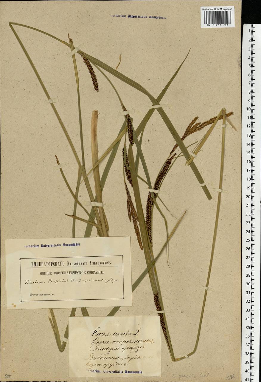 Carex acuta L., Eastern Europe, Latvia (E2b) (Latvia)