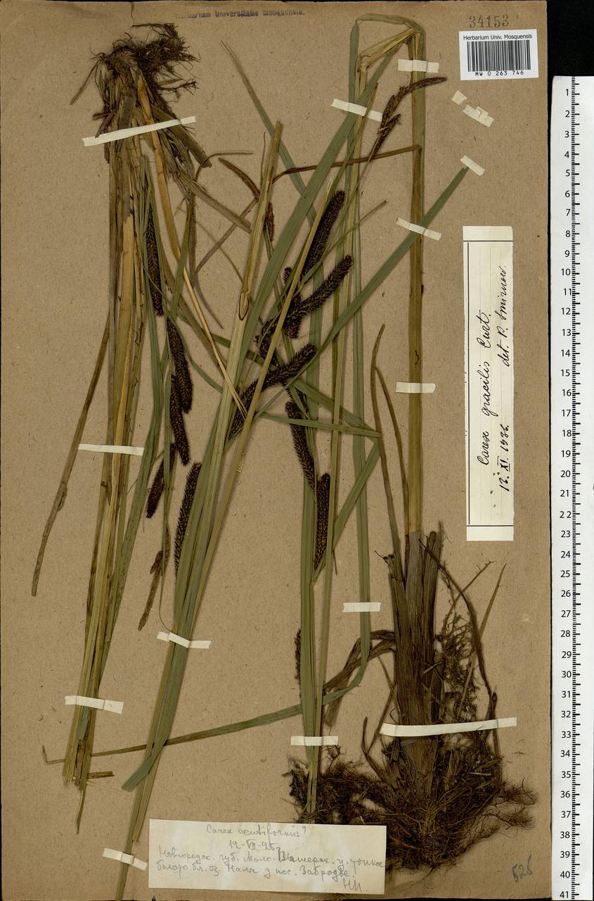 Carex acuta L., Eastern Europe, North-Western region (E2) (Russia)