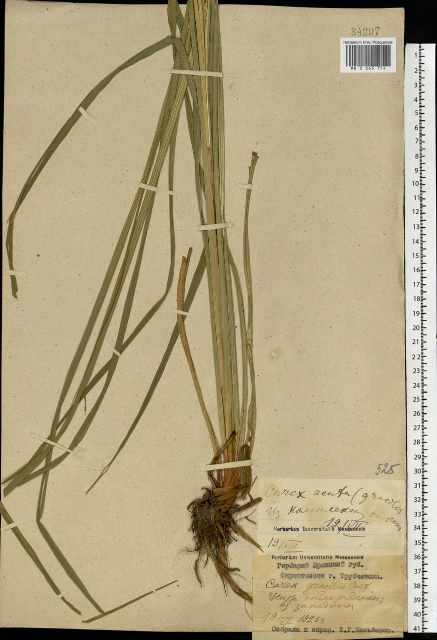 Carex acuta L., Eastern Europe, Western region (E3) (Russia)