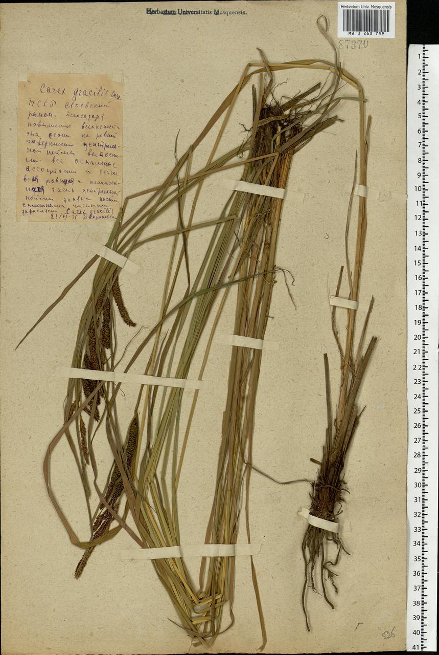 Carex acuta L., Eastern Europe, Belarus (E3a) (Belarus)